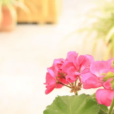 ベッド・アンド・ブレックファスト D'orleans